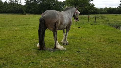 horse gay bestiality|Man full serviced by enormous horse cock Gaybeast .